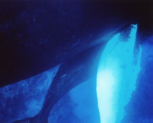 Protection