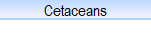 Cetaceans